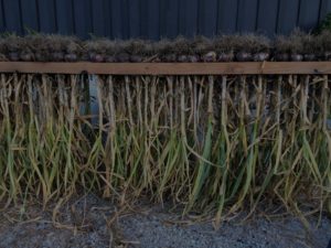 Garlic Drying on Racks